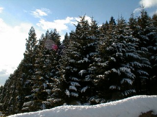 杉の木（冬）